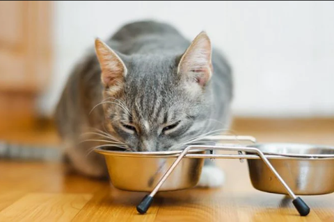 Feeding cats a mixed meal of dry and wet food can make our little babies enjoy the whole meal more!  | AIITLE