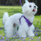 Aiitle Sports Style Breathable Dog Harness