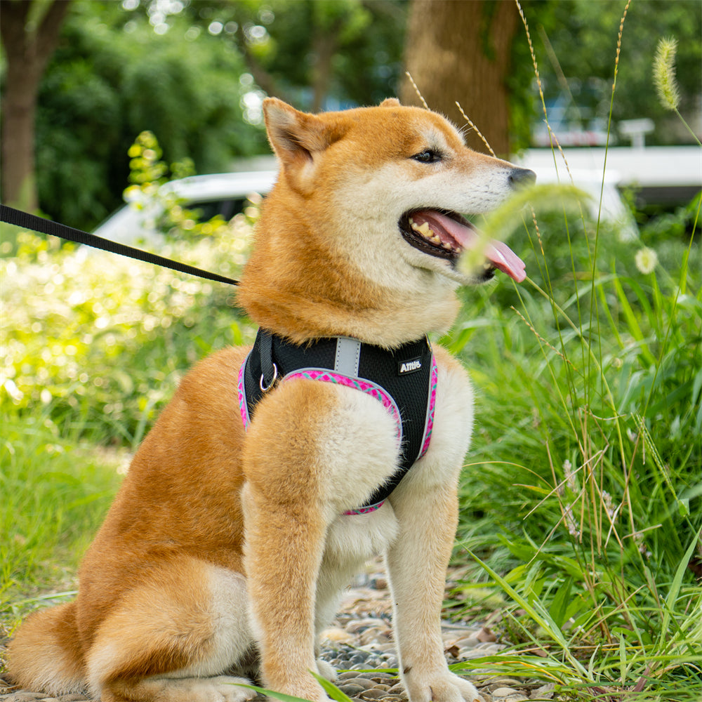 Air mesh dog outlet harness