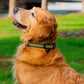 Reflective Dog Collar for Small Medium Large Dogs, Adjustable Soft Neoprene | AIITLE